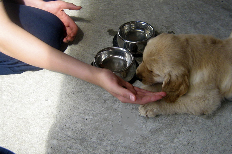 Feeding a puppy a treat