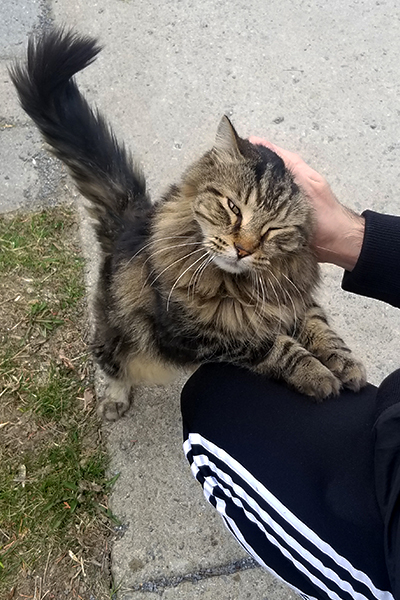 Stray cat being pet