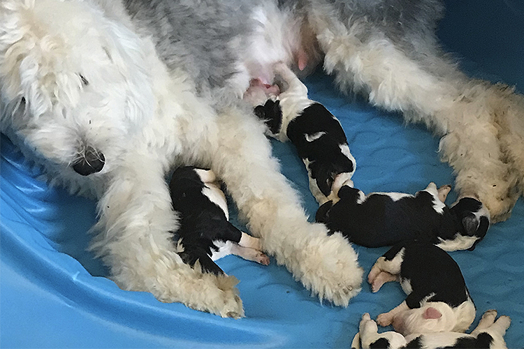 Mabel the dog nursing her puppies