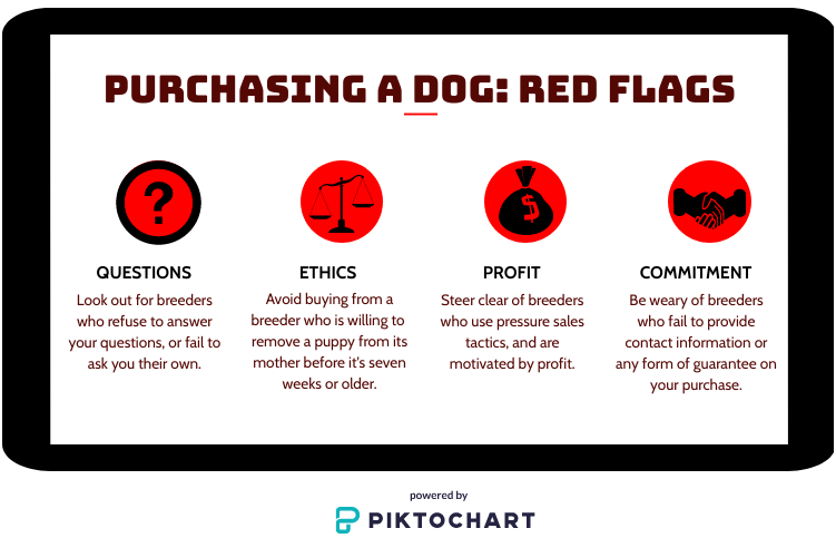 What are the red flags when purchasing a dog?
