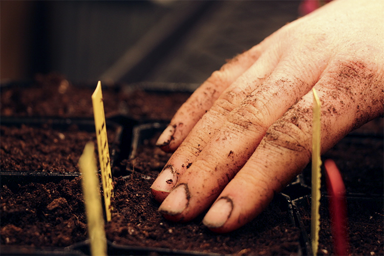 Close up of hand patting soil