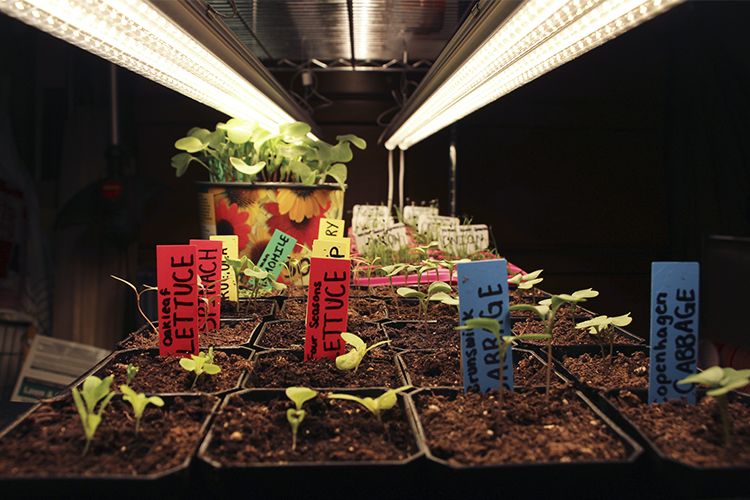 Newly sprouted plants under grow lights in Montreal