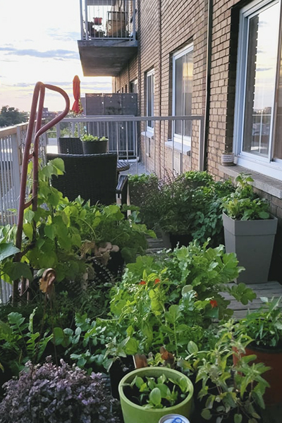 Outdoor urban garden grown from a balcony in Montreal