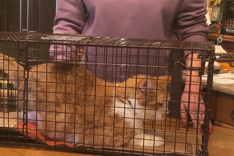 Cat in a cat cage