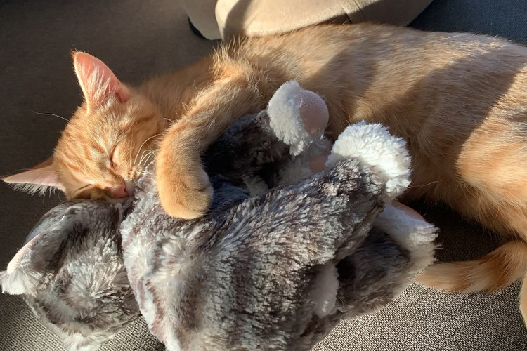 Cat sleeping with stuffed animal