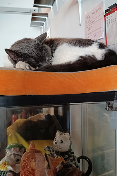 A cat sleeps at the cat cafe