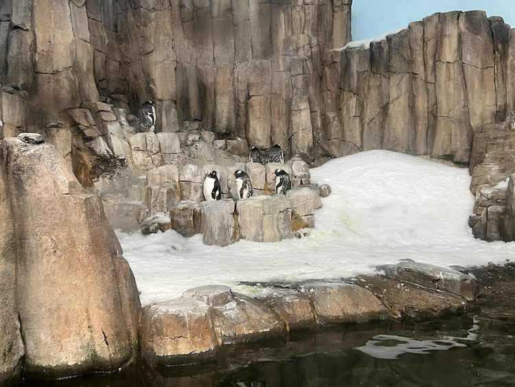 Gentoo penguin’s standing still and staring at the zoo wall as a result of a lack of space. Photo by Dylan Buvat.