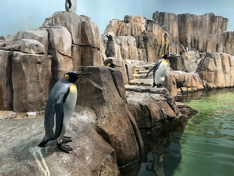 Emperor penguins ‘chilling’ in their enclosure at the Biodome