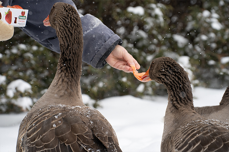 Two brown geese outside in winter with snow and trees in the background and a woman's hand reaching into the frame feeding them tomatoes