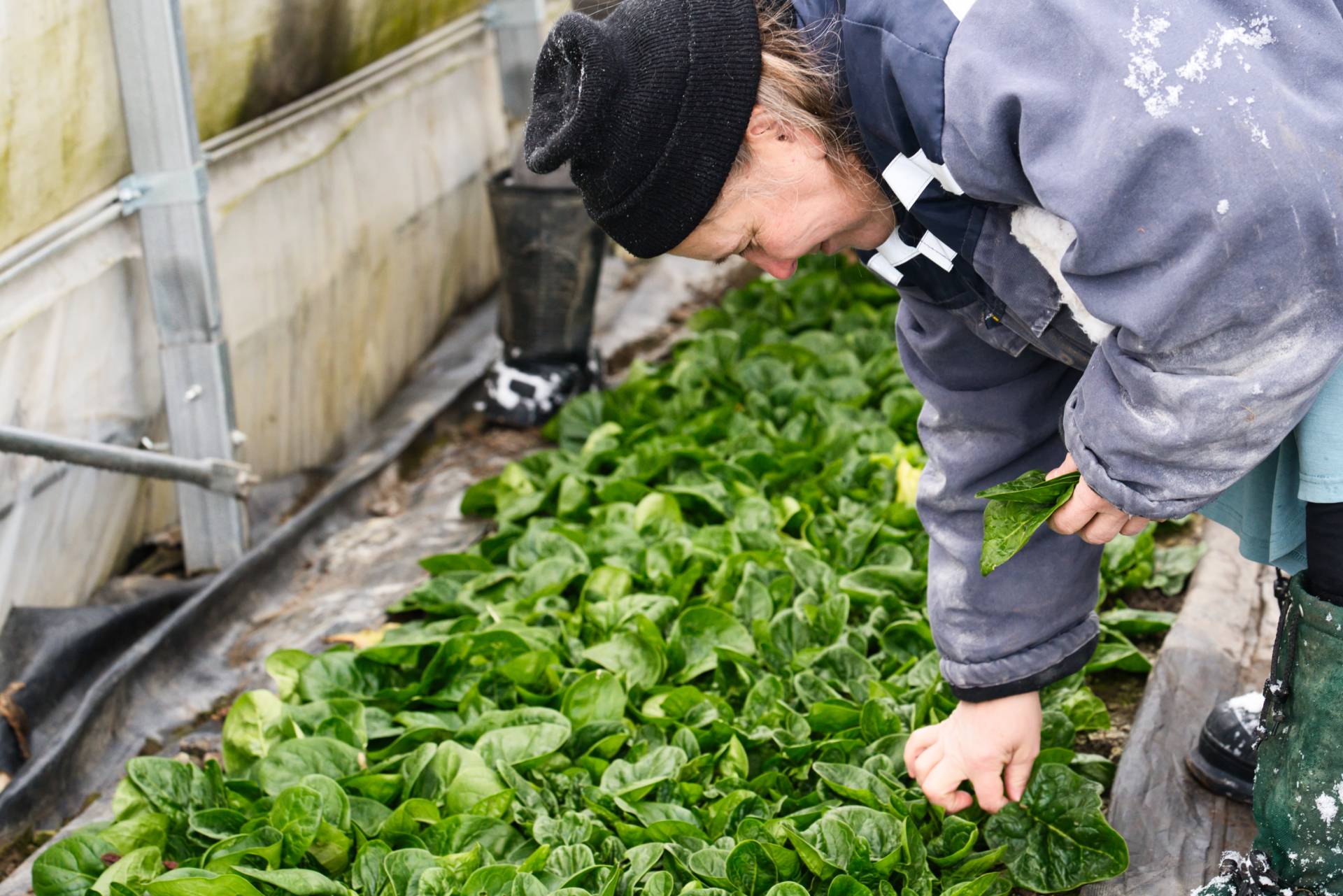 A woman in a blue jacket on the right hand side of the frame is bent over picking spinach inside a greenhouse