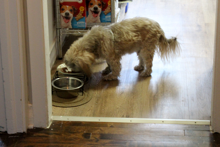 Dog eats from his food bowl in a suburban home