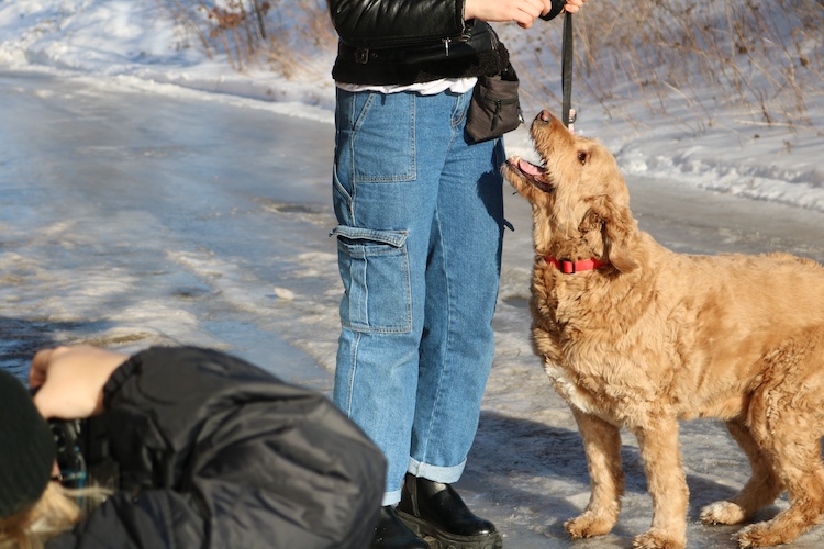 photographer taking a photo of a dog who is looking up at a person