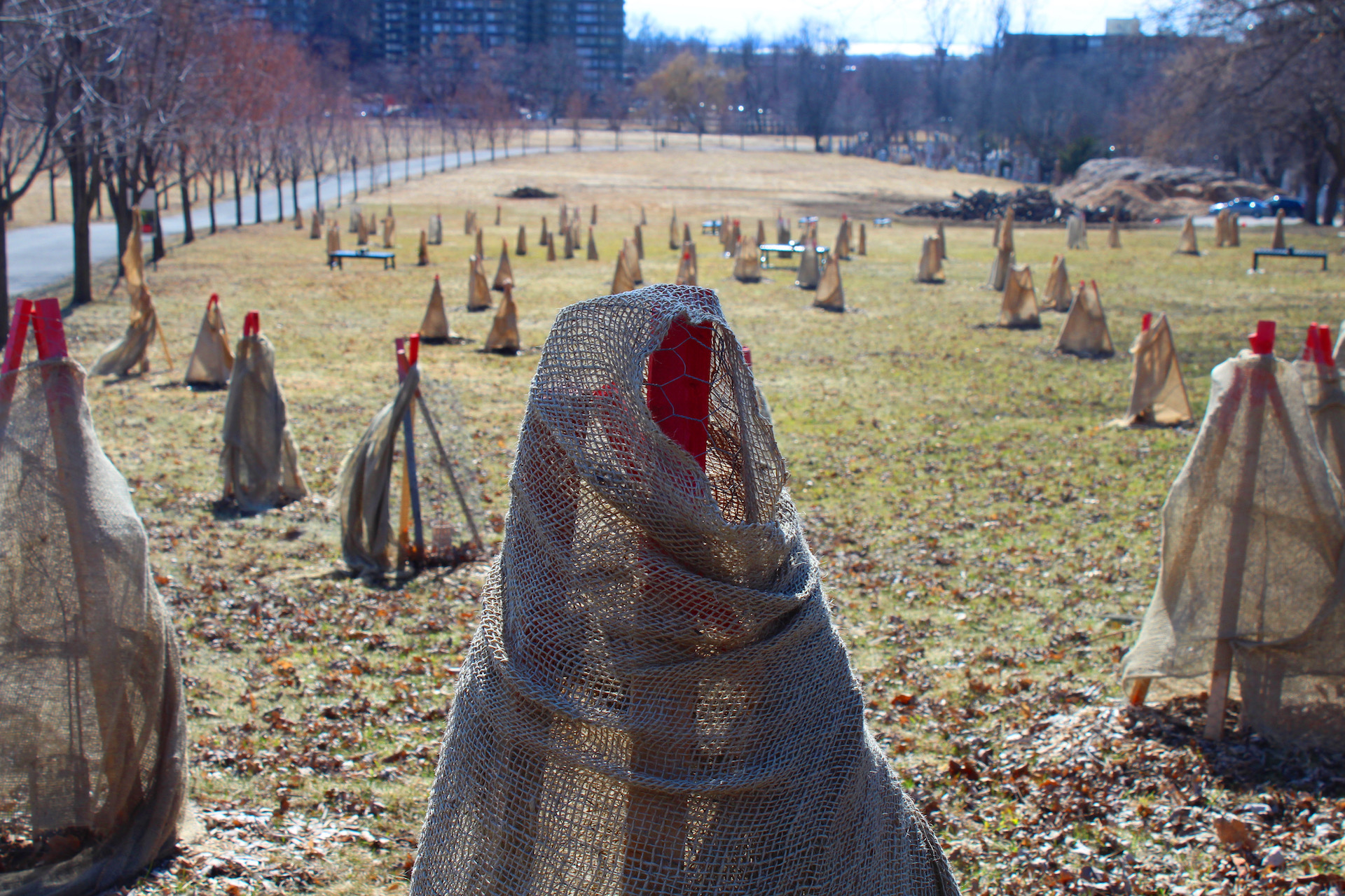 A wide view of Remembrance Grove in the Notre-Dame-des-Neiges cemetery in Montreal, the city's first green burial initiative.